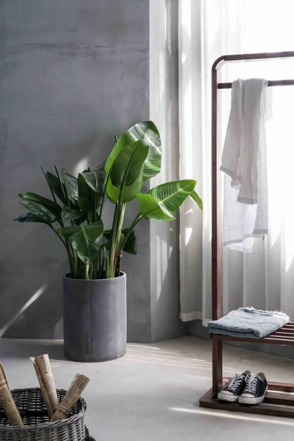 Peace Lily - Image 2