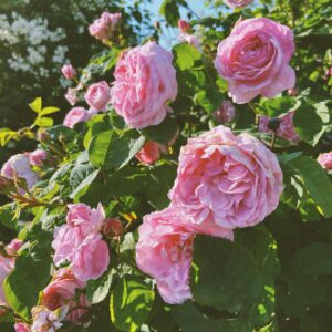Outdoor plants