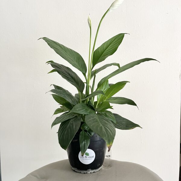 Peace Lily