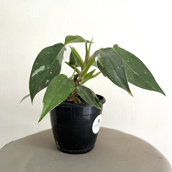 Philodendron White Wizard - Image 2