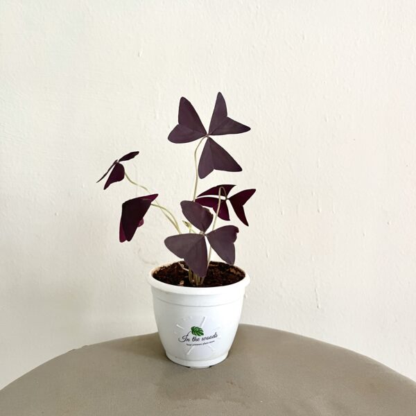 Oxalis Butterfly Plant
