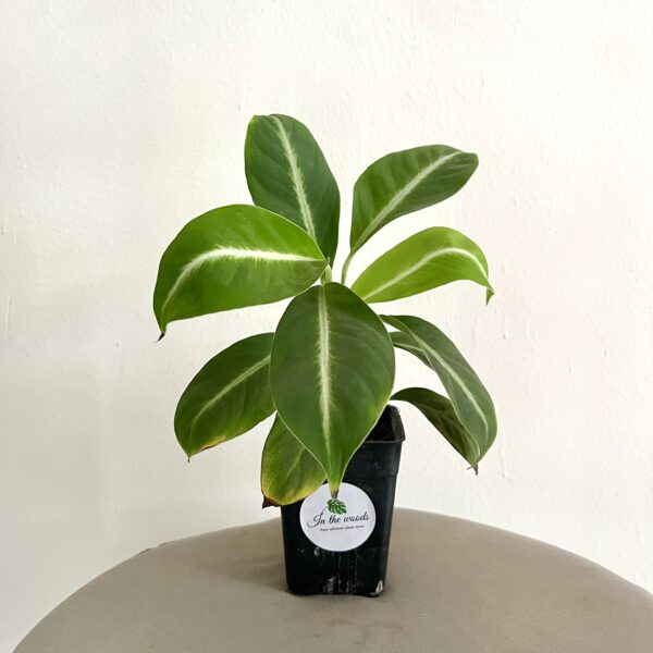 Peace Lily Variegated