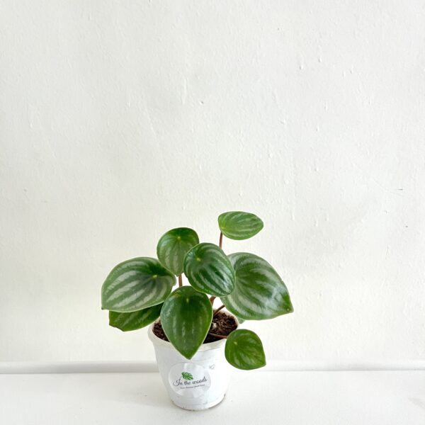 Peperomia Watermelon