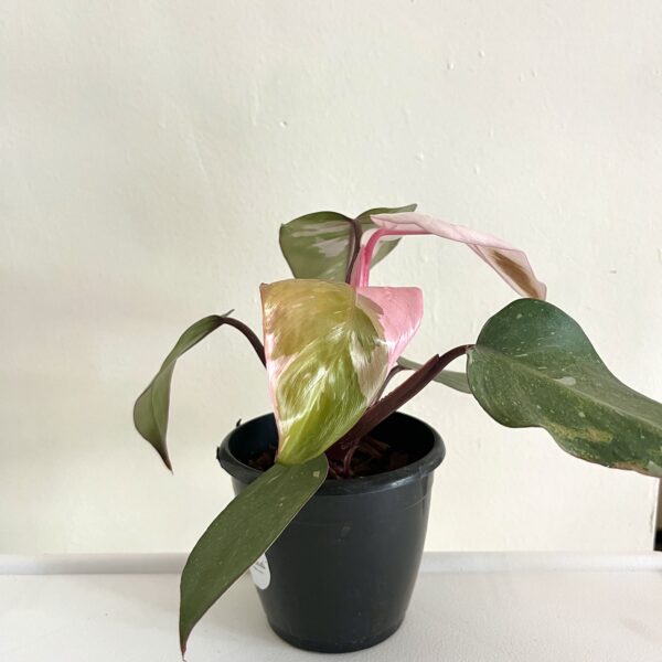 Philodendron Pink Princess