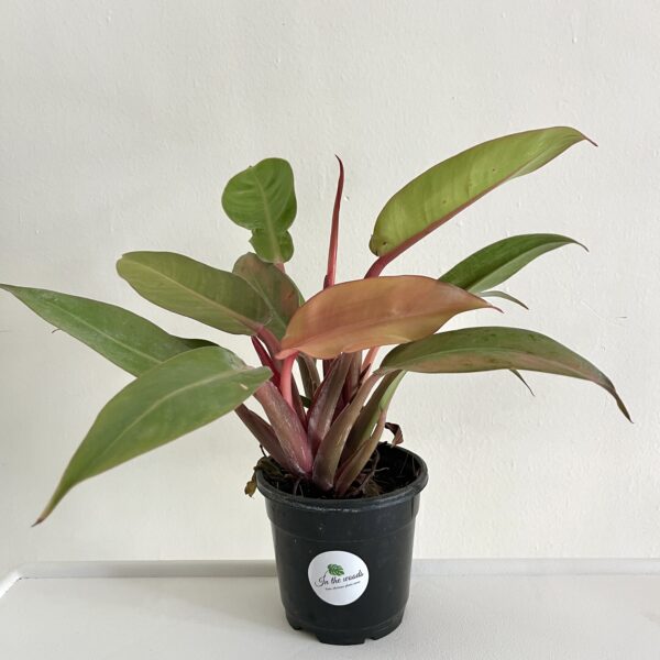Philodendron Sun Red