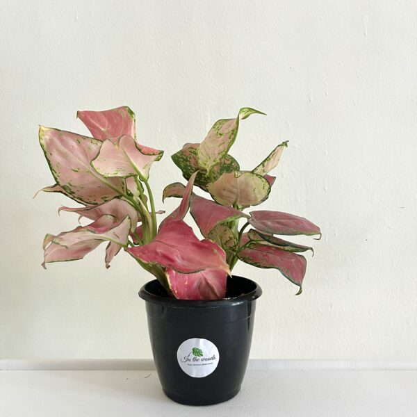 Aglonema Pink