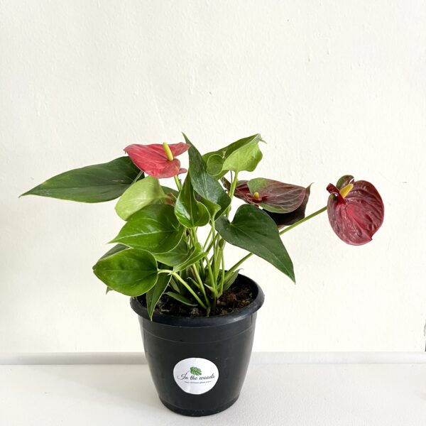 Anthurium Lace Leaf Red