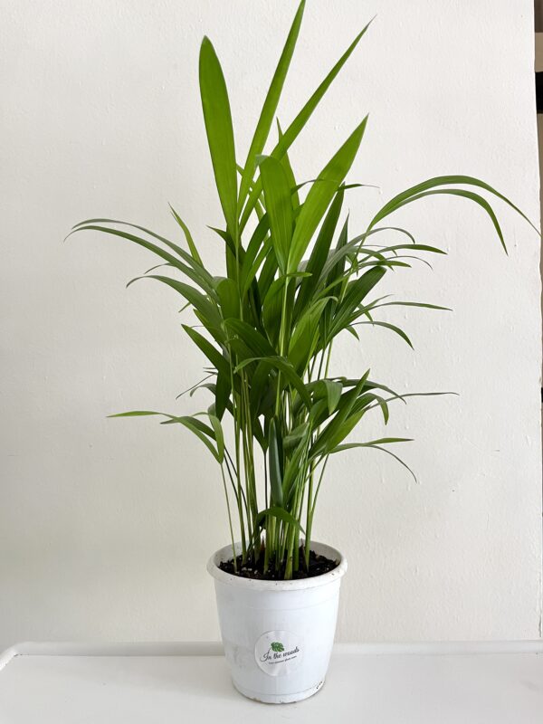 Areca palm