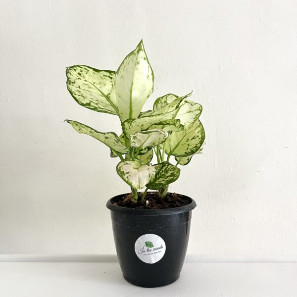 Aglaonema Snow White