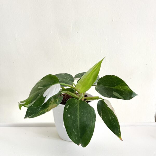 Philodendron White Wizard