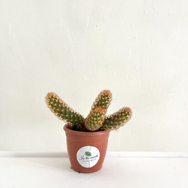 Mammillaria Elongata