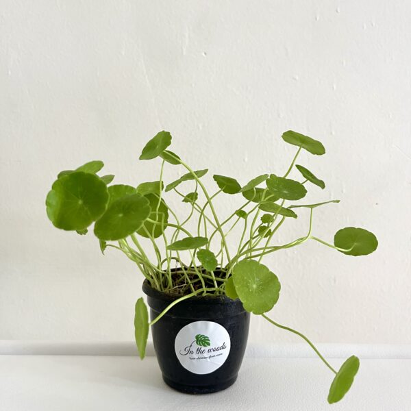 Water Pennywort