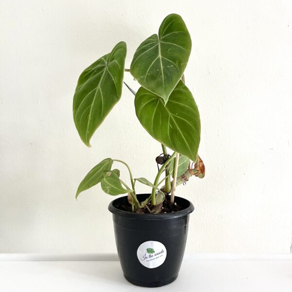 Philodendron Gloriosum
