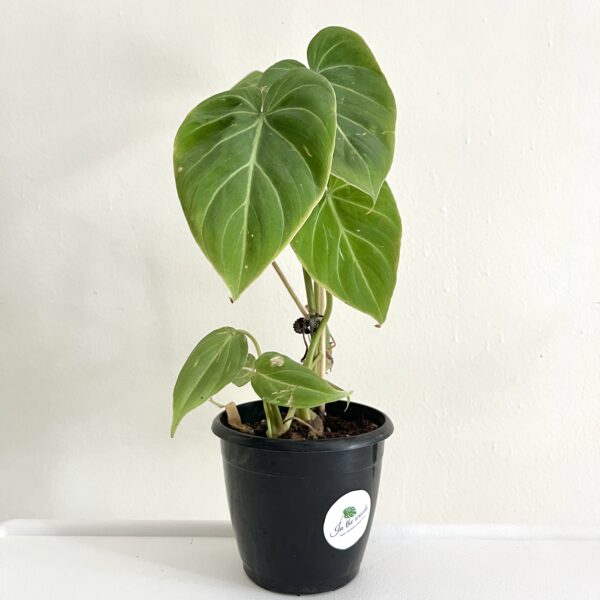 Philodendron Gloriosum - Image 2