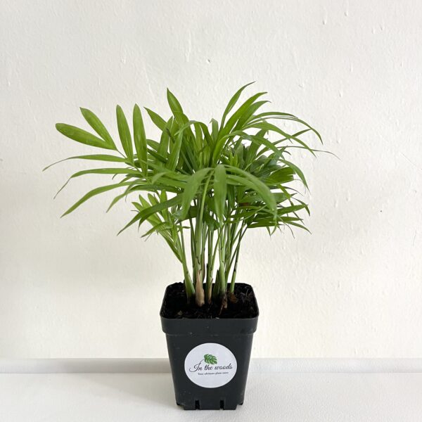 Chamaedorea Elegans (Small Table Palm)