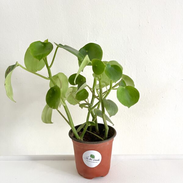 Peperomia Raindrop
