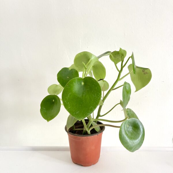 Peperomia Raindrop - Image 2