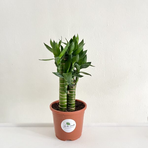 Lotus Bamboo