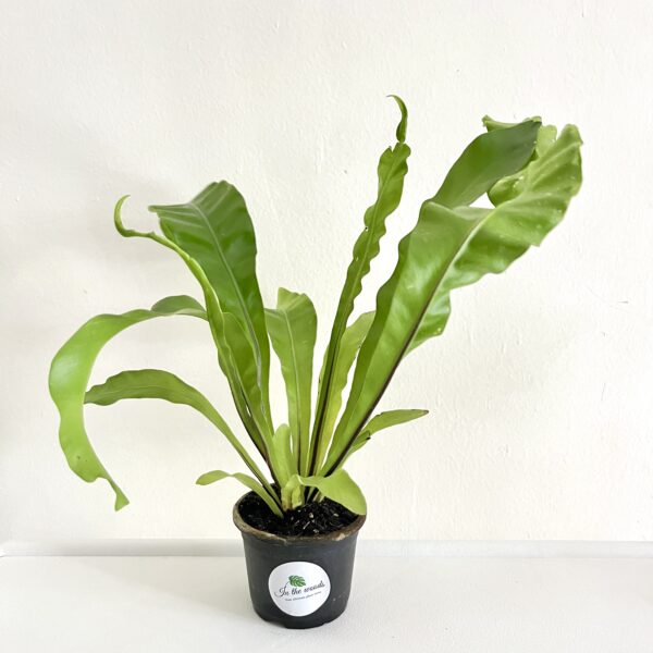 Bird’s Nest Fern
