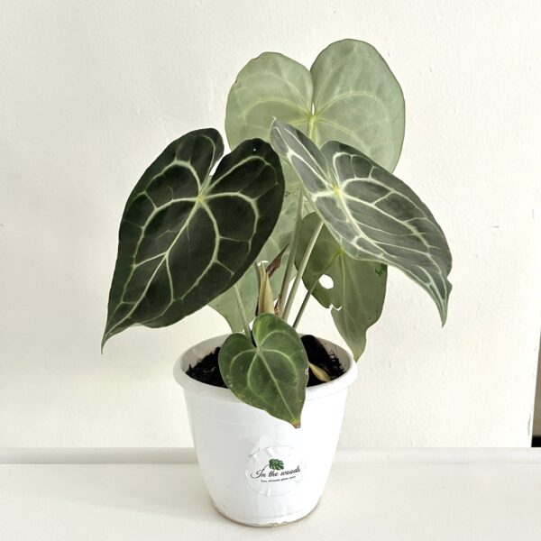 Anthurium Clarinervium
