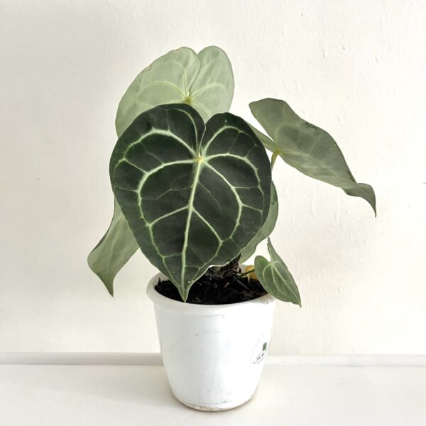 Anthurium Clarinervium - Image 2
