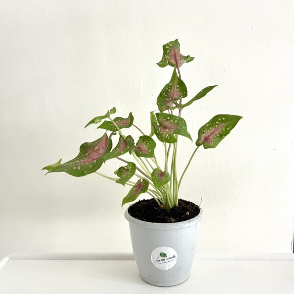 Caladium Bicolour