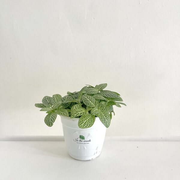 Fittonia Green