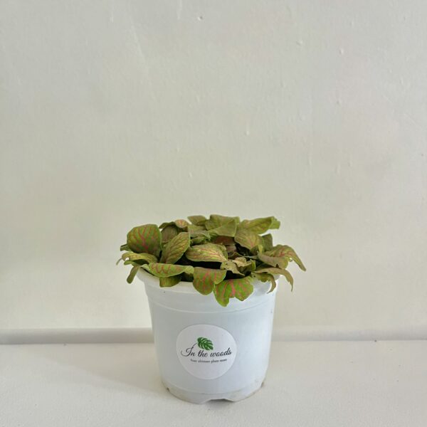 Fittonia Albivenis Skeleton
