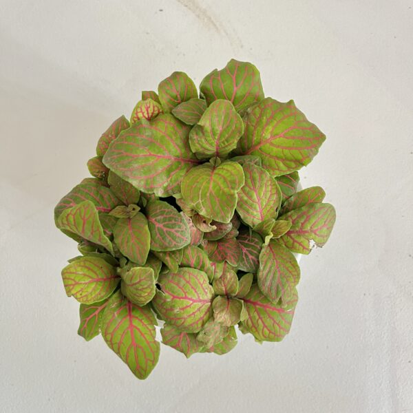 Fittonia Albivenis Skeleton - Image 2
