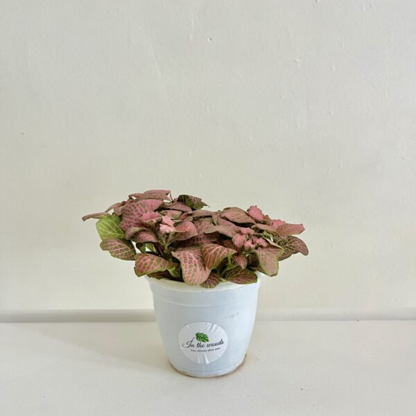 Fittonia Pink