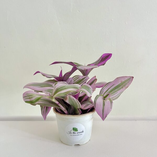 Tradescantia Nanouk