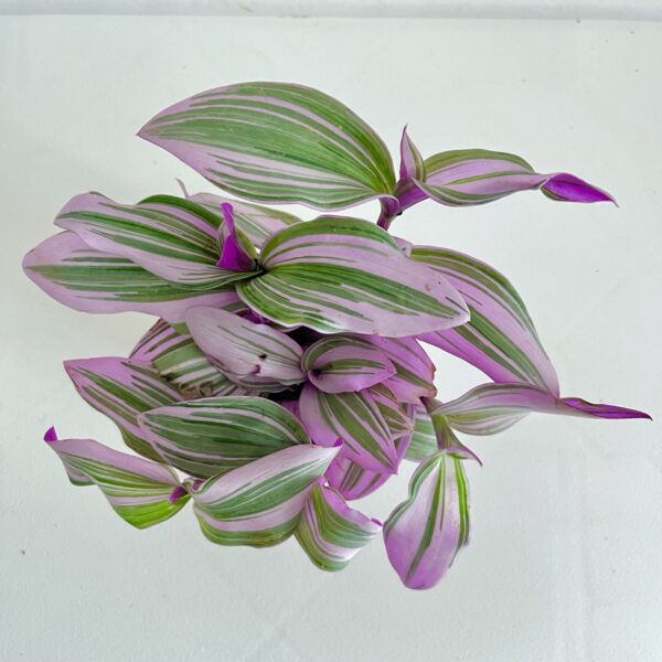 Tradescantia Nanouk - Image 2