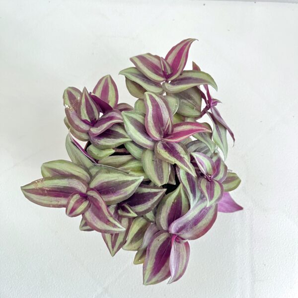 Tradescantia Zebrina - Image 2